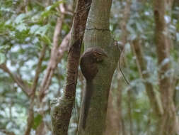 Image of Northern Tree Shrew