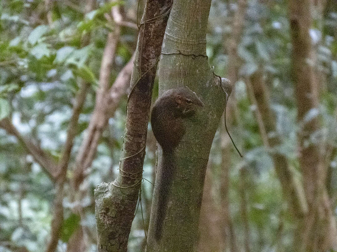 Image of Northern Tree Shrew