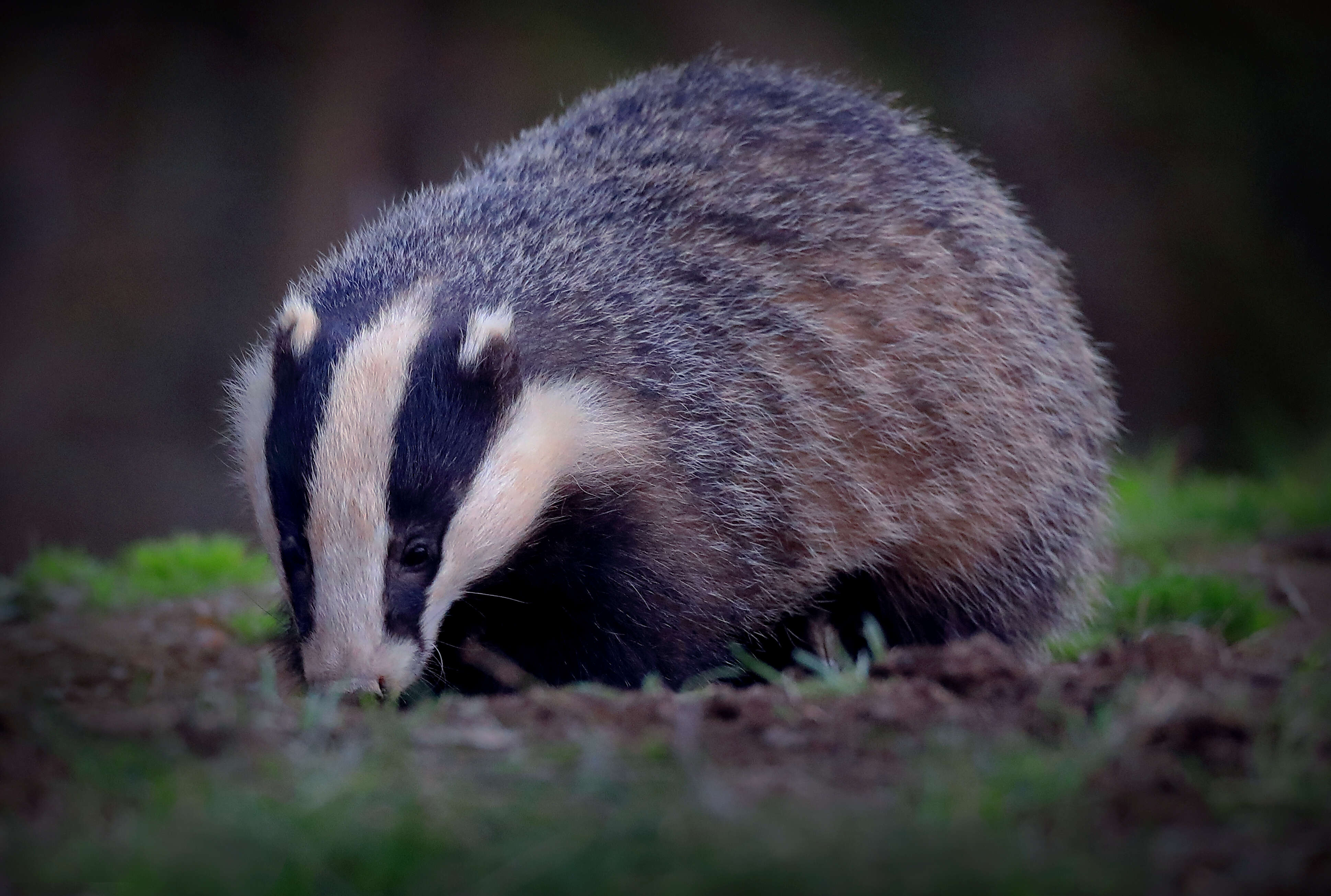 Image of badger