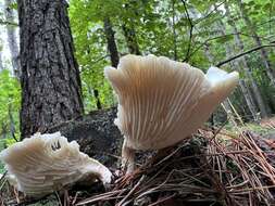 Image of Neolentinus lepideus (Fr.) Redhead & Ginns 1985