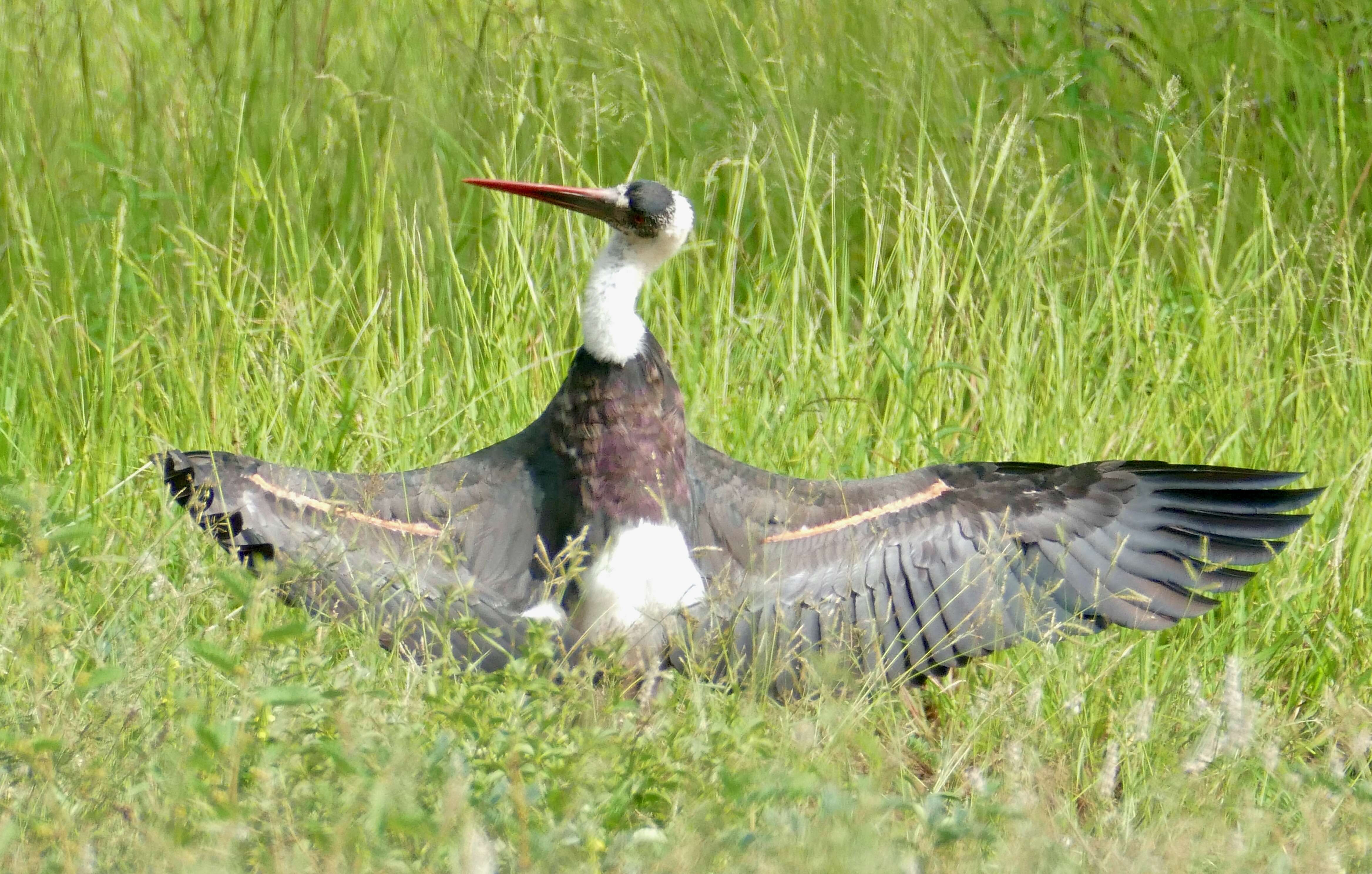 Image of African Woolly-necked Stork