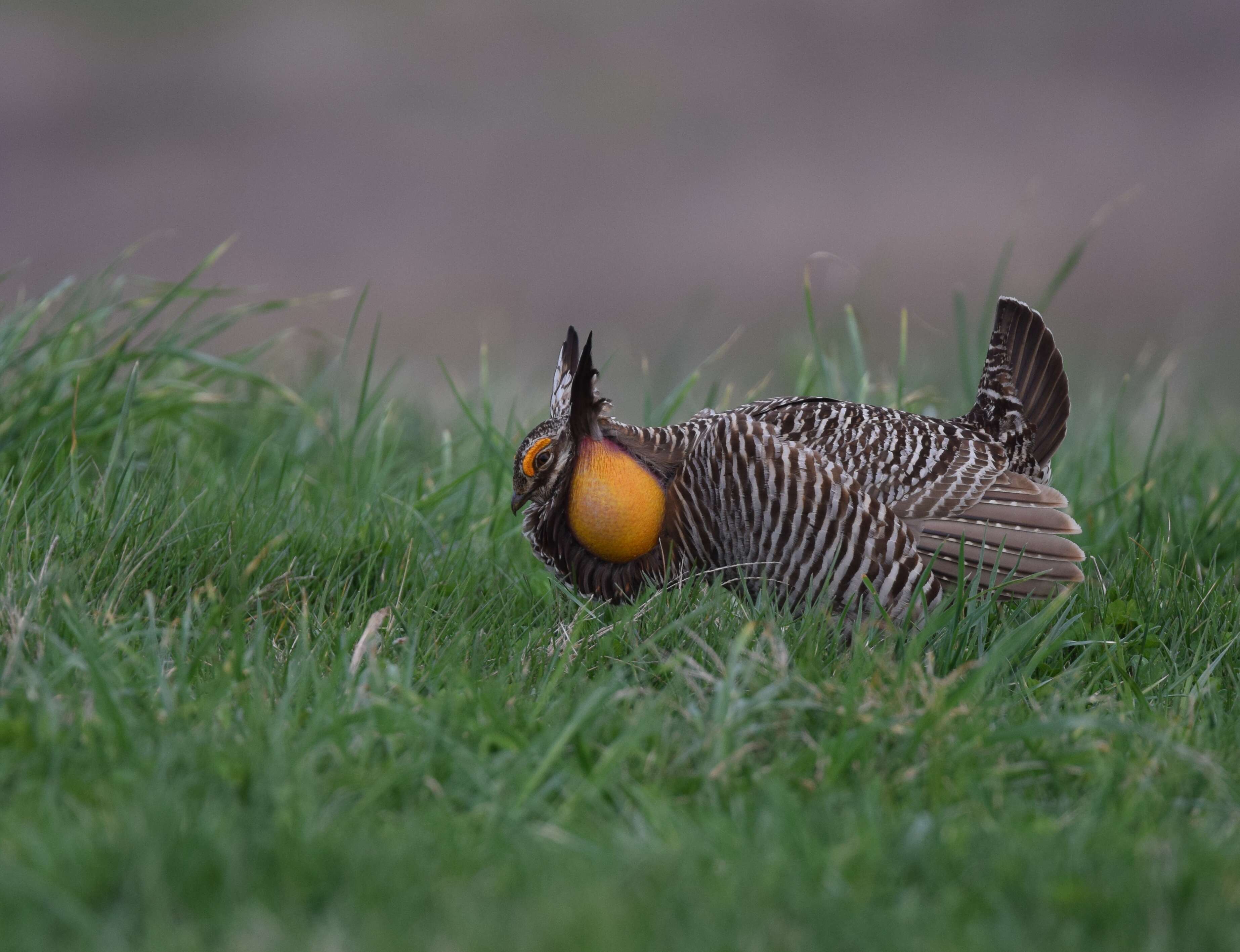 Image of Greater Prairie Chicken