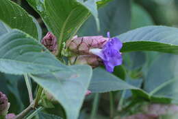 Imagem de Strobilanthes callosa Wall. ex Nees