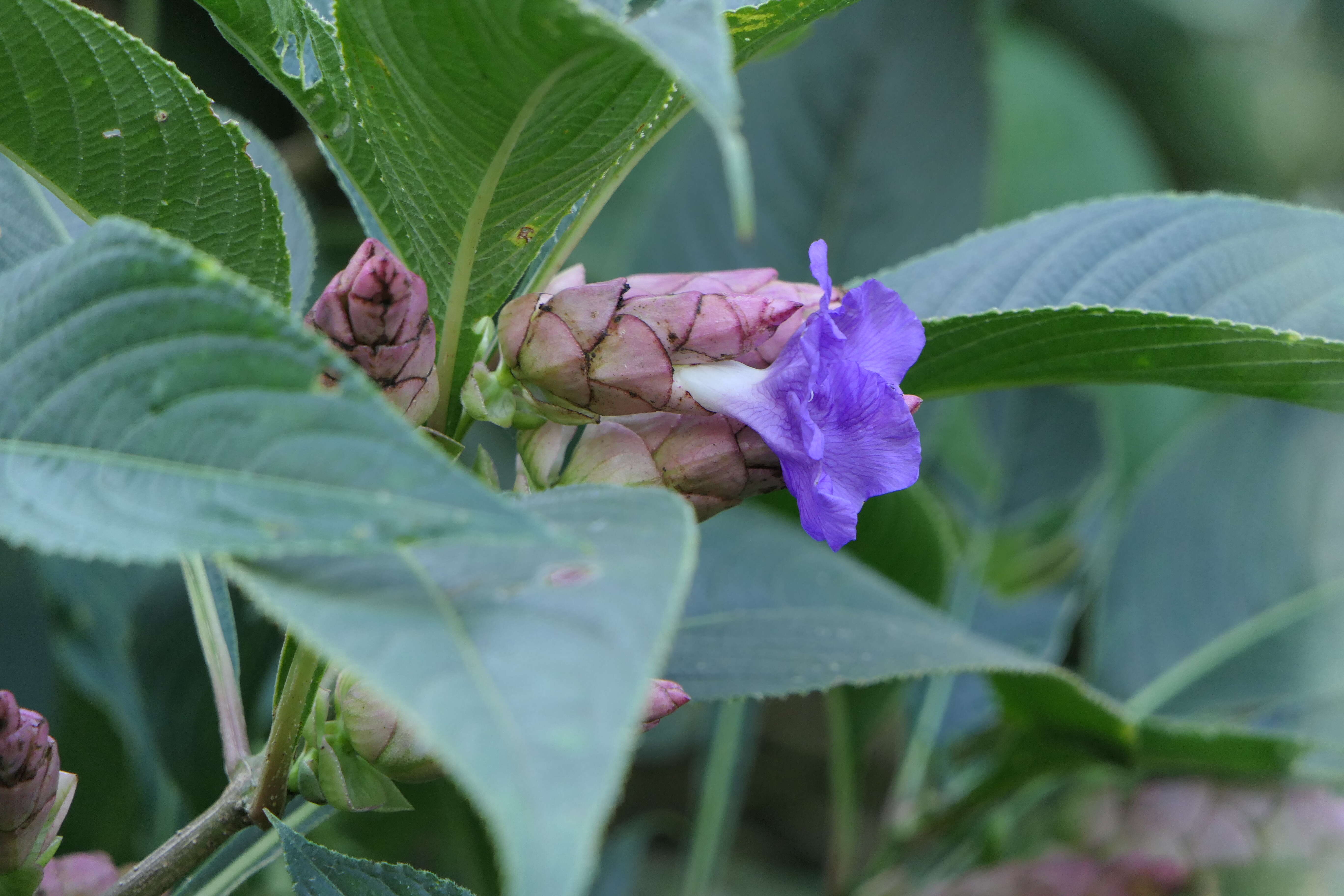 Image of Strobilanthes callosa Wall. ex Nees