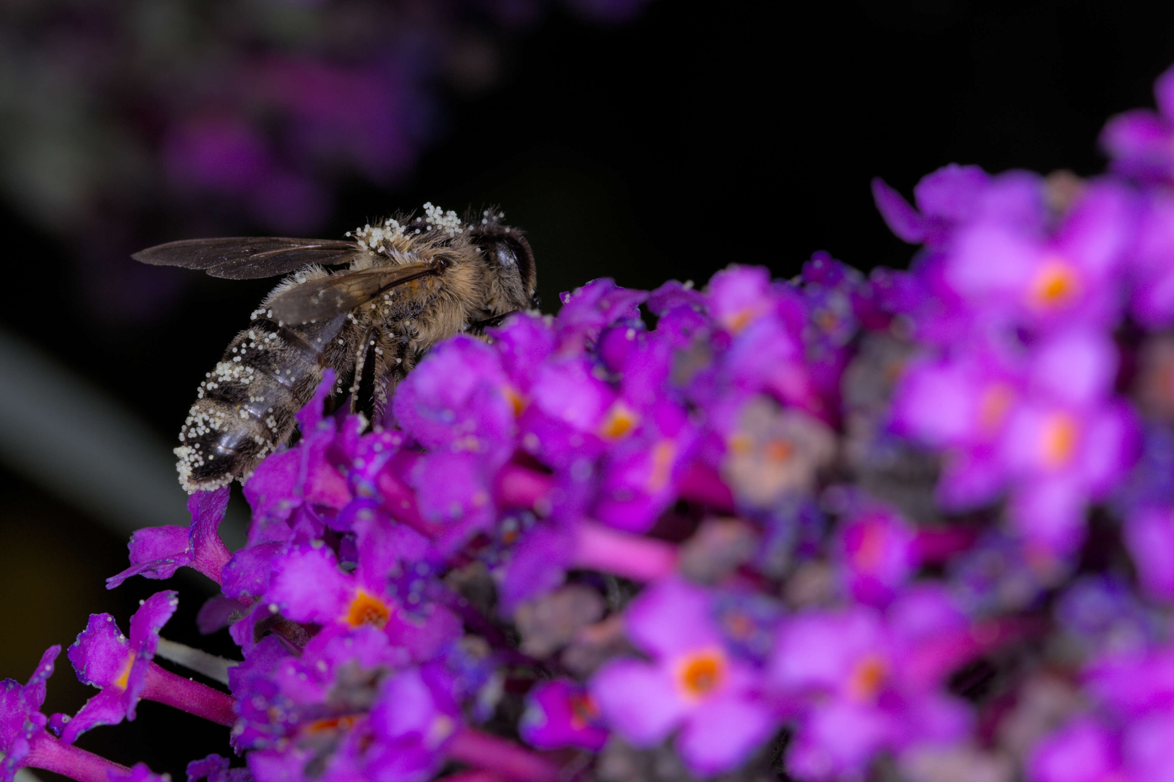 Image of butterfly-bush