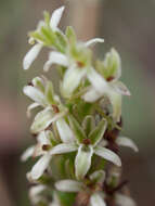 Image of elegant piperia