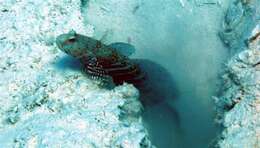 Image of Harlequin prawn-goby