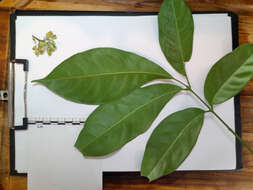 Image de Dysoxylum arborescens (Bl.) Miq.