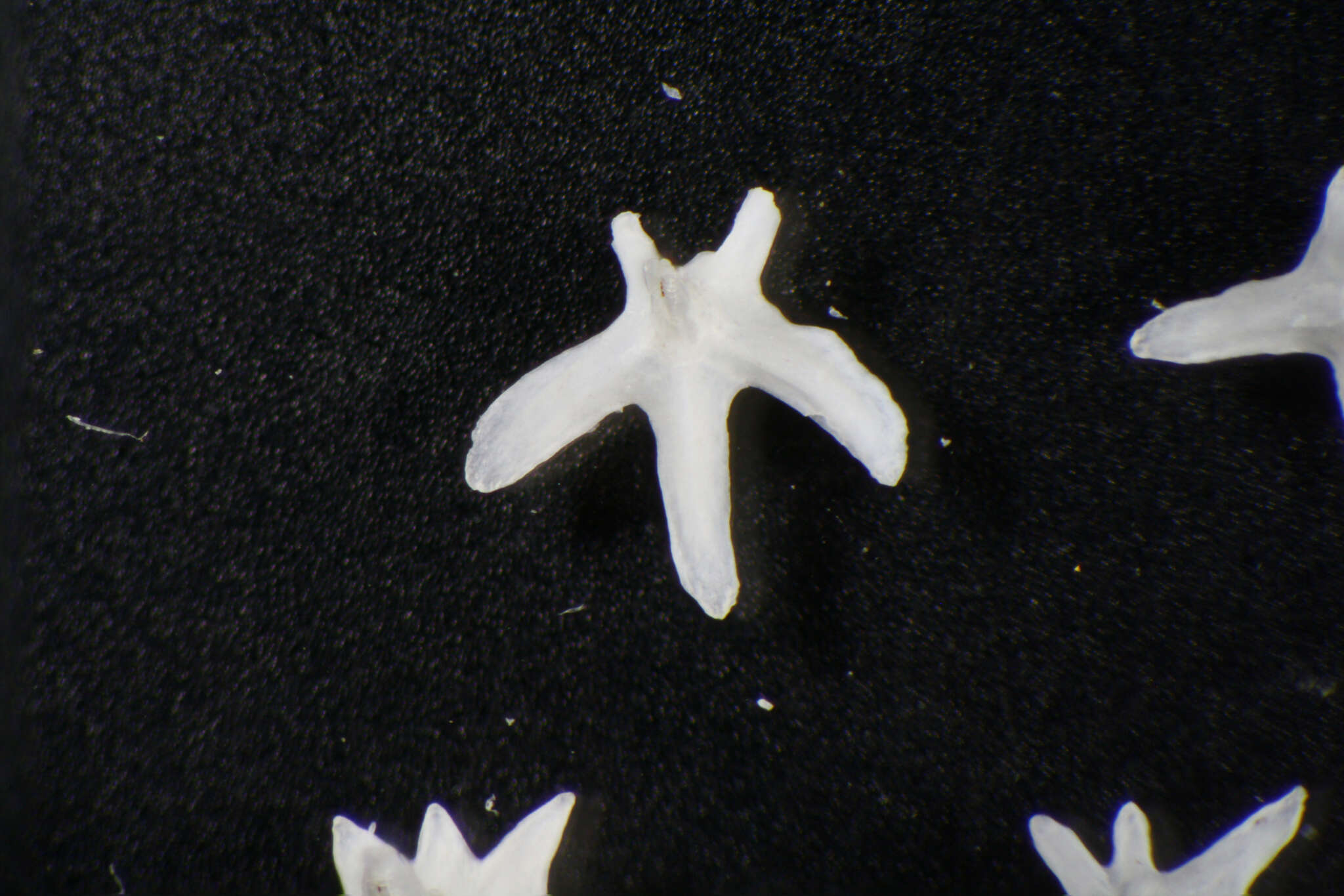 Image of White-dotted skate