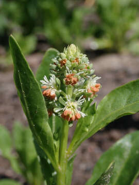 Image of garden mignonette