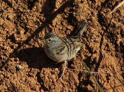 Image of Grassland Sparrow