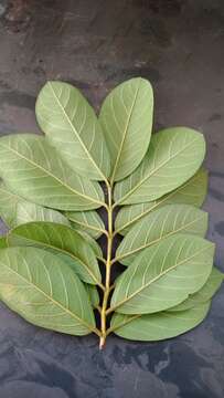 Image of Guinea guava