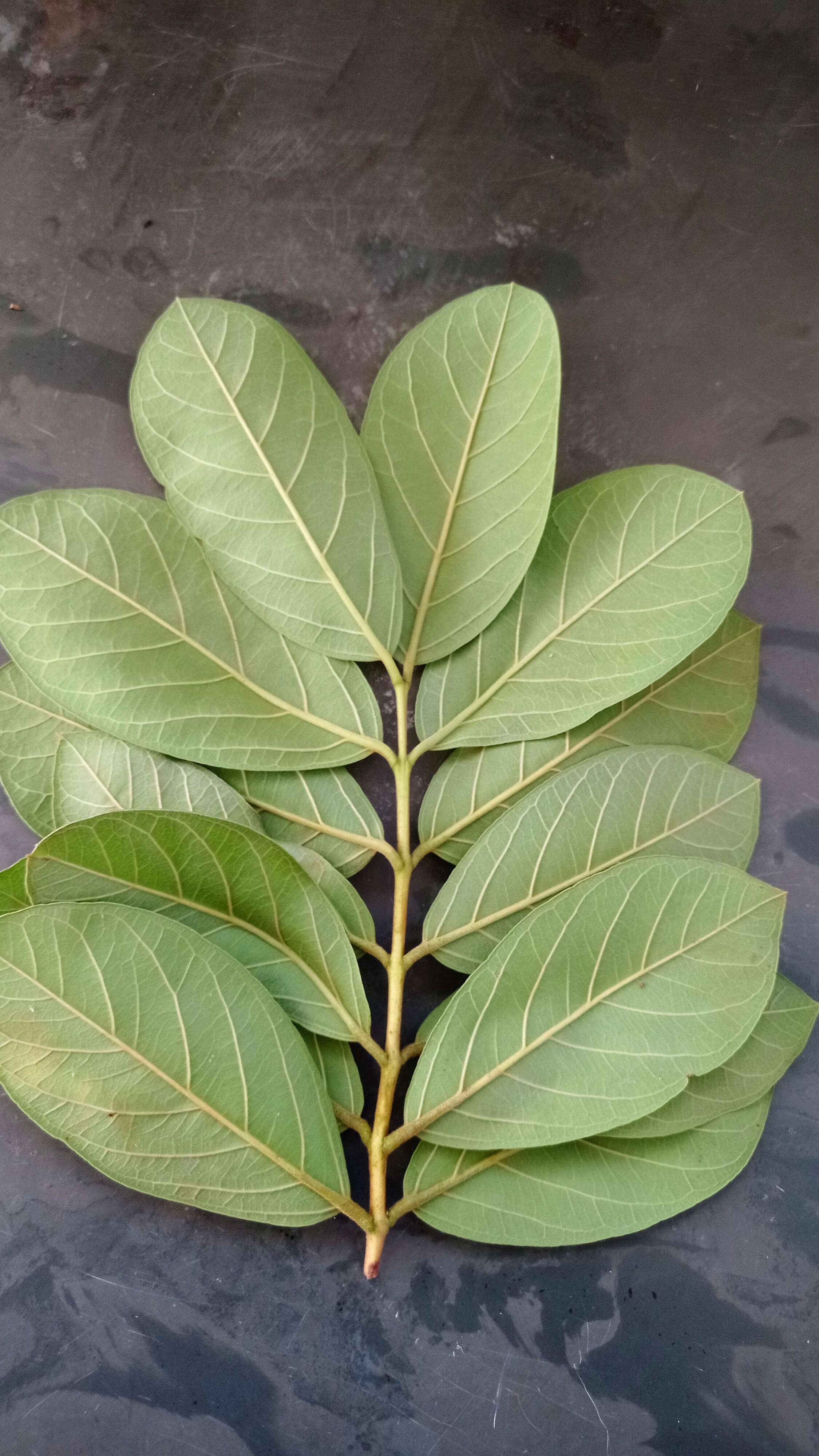 Image of Guinea guava