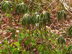 Image of Syneilesis palmata (Thunb.) Maxim.