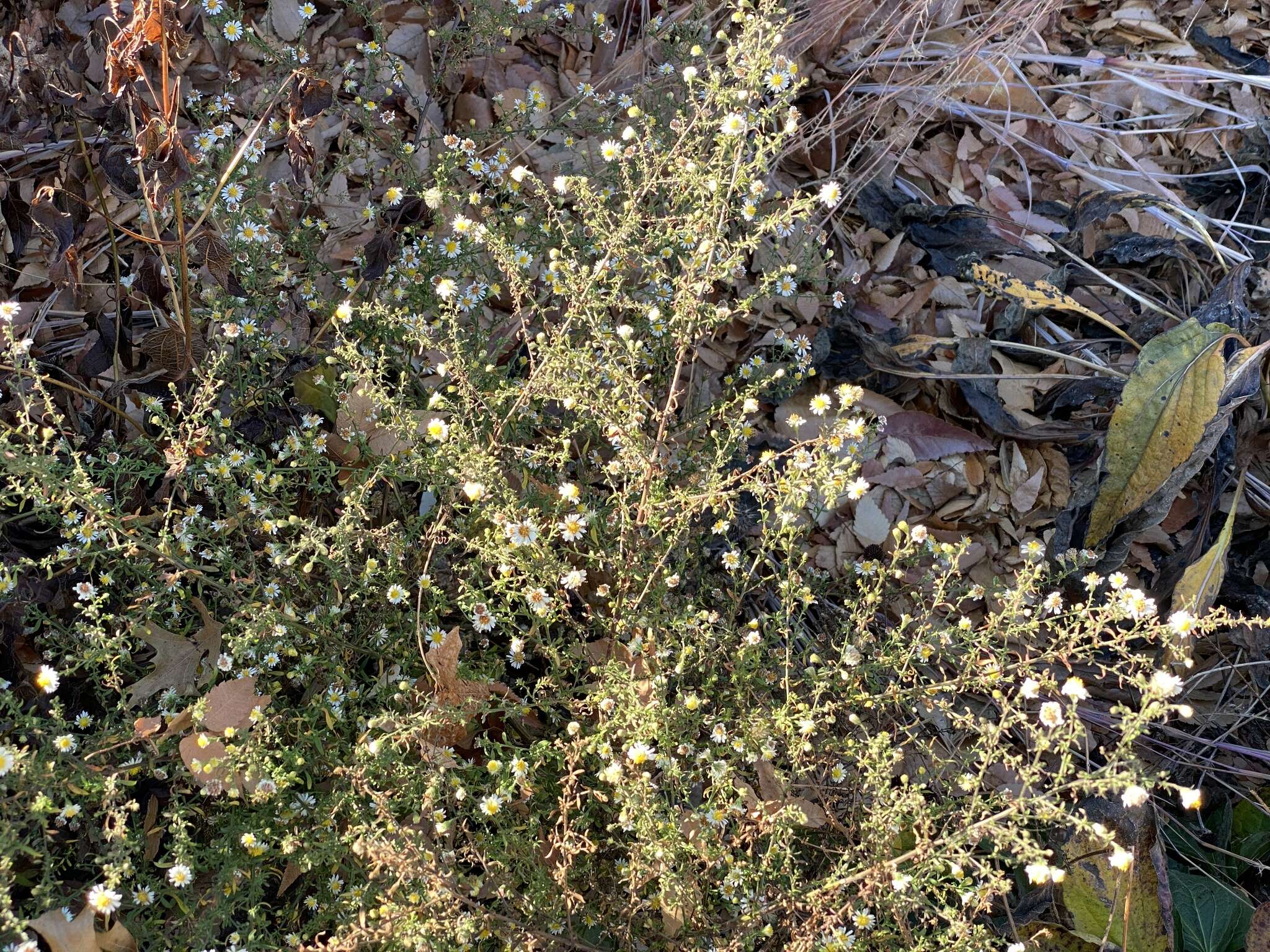 Image of smallhead aster