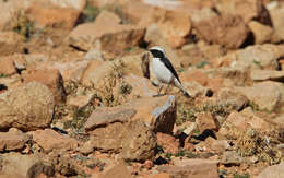 Image of Oenanthe halophila