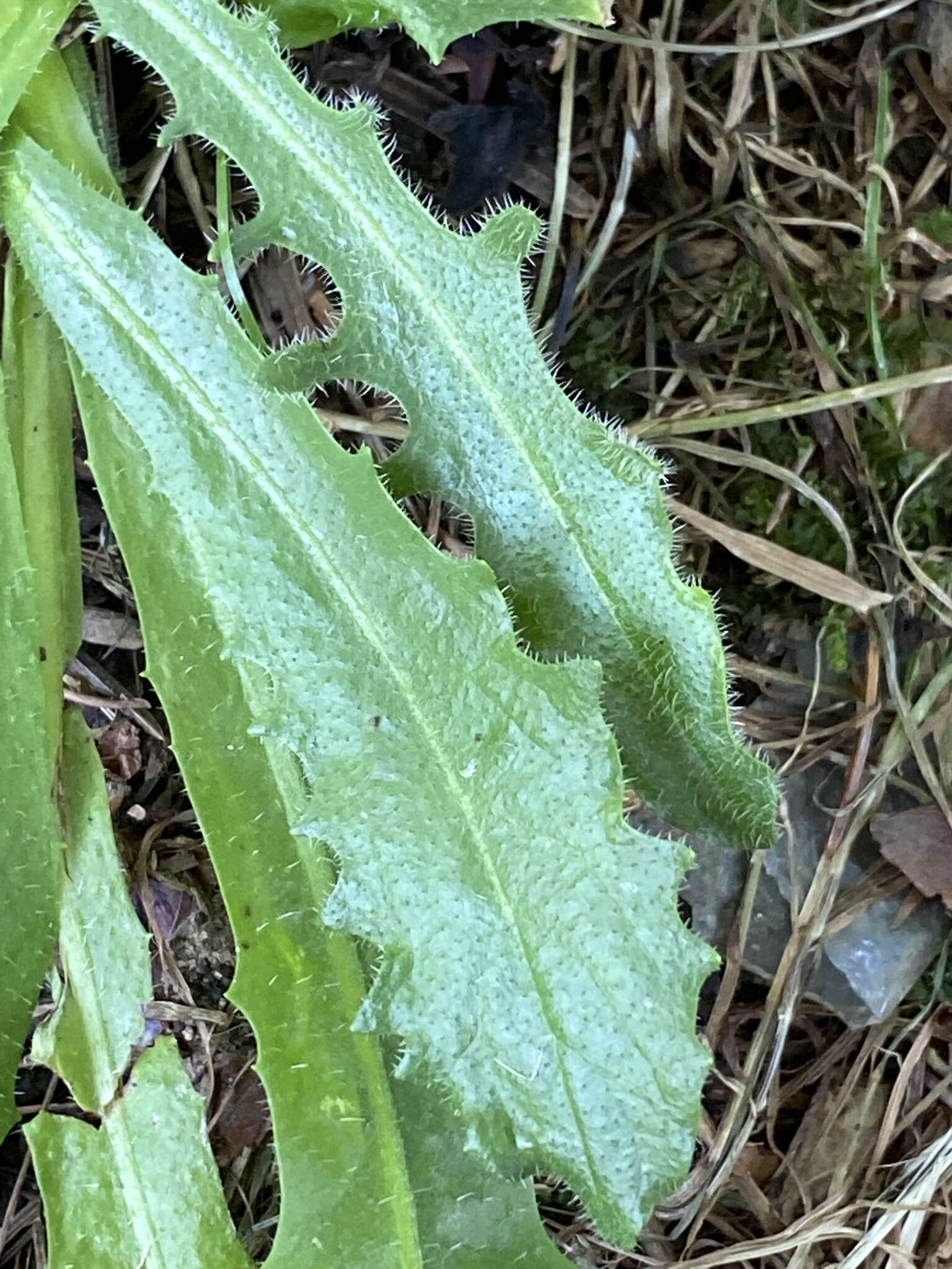 Image of Hairy Cat's-Ear