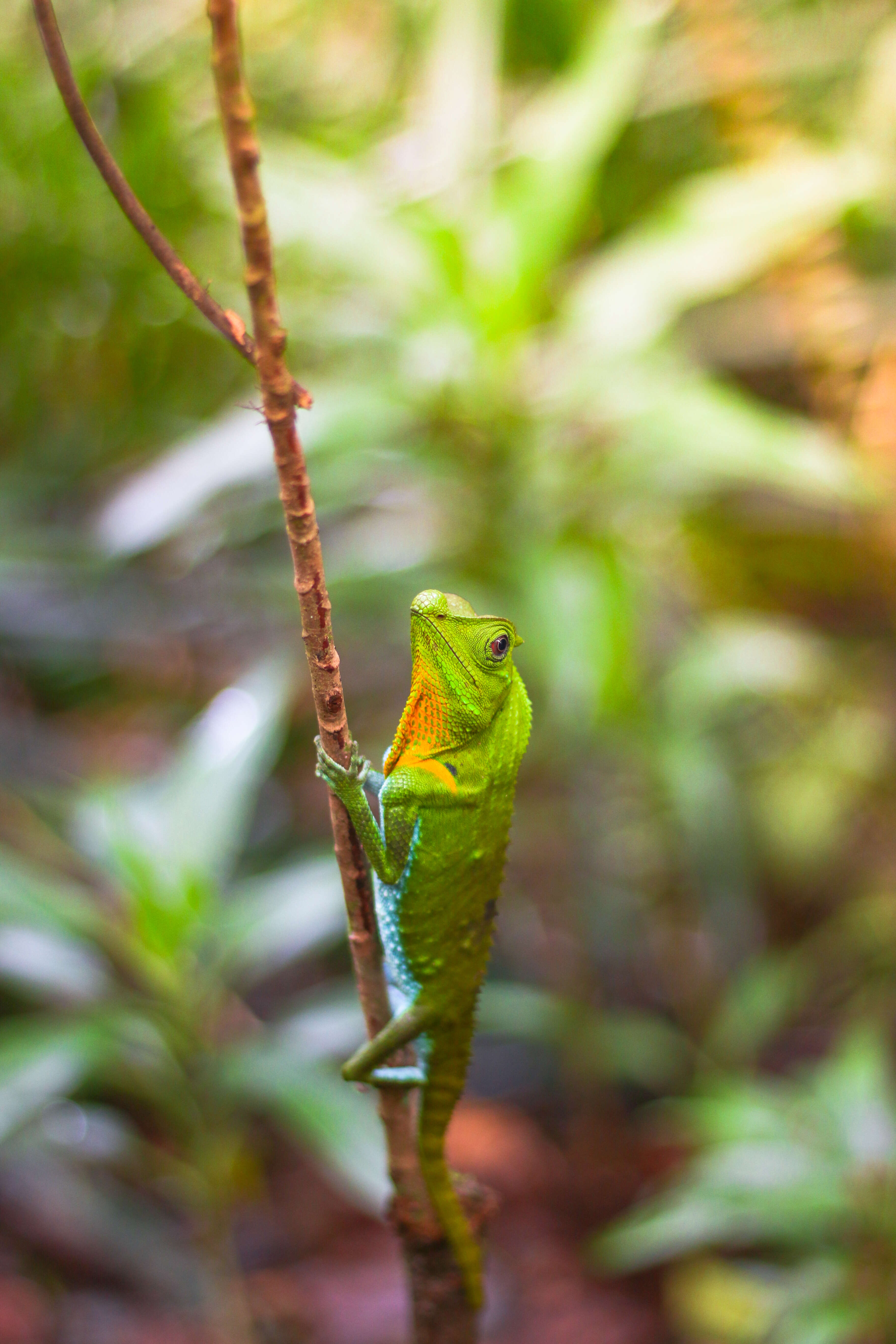 Image of LyreShead Lizard