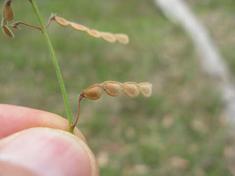 Image of Desmodium varians (Labill.) G. Don