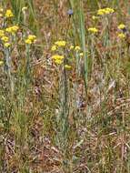 Image of strawflower