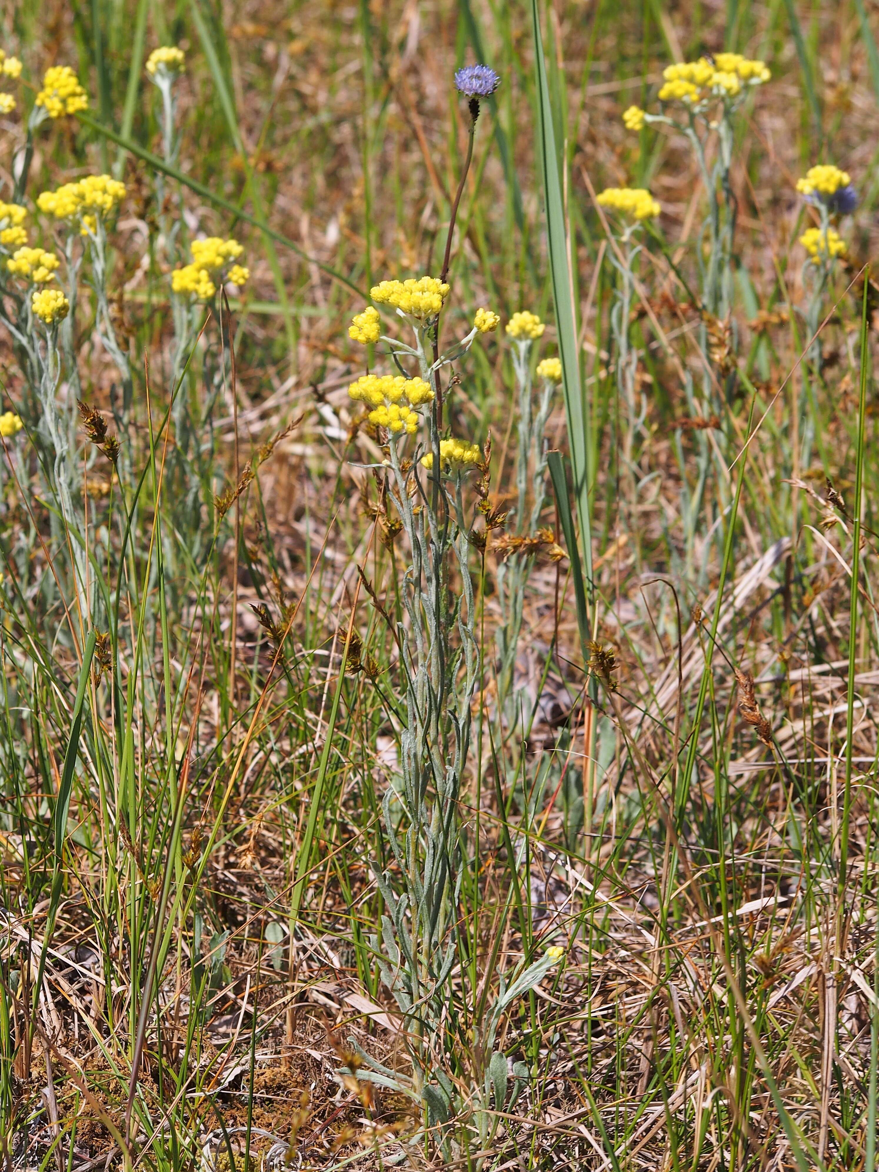 Image of strawflower