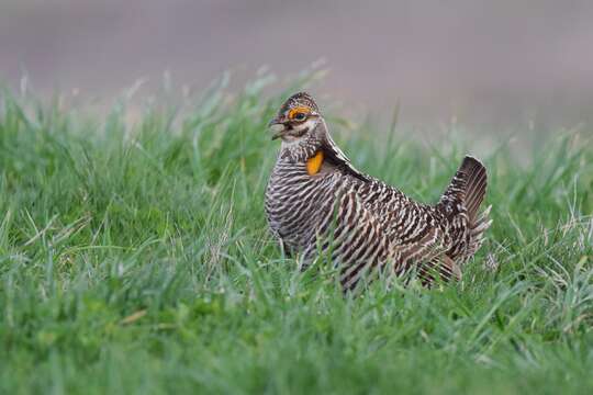 Image of Greater Prairie Chicken