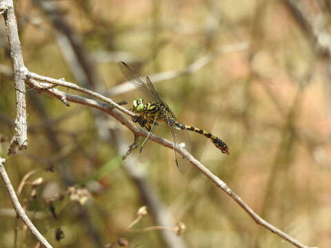 Image of Green-eyed Hooktail