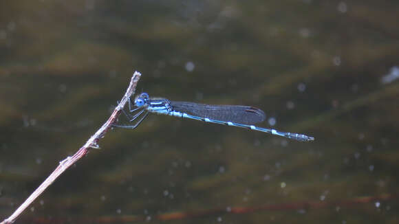 Image of Dune Ringtail