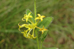 Image of Pimelea curviflora R. Br.