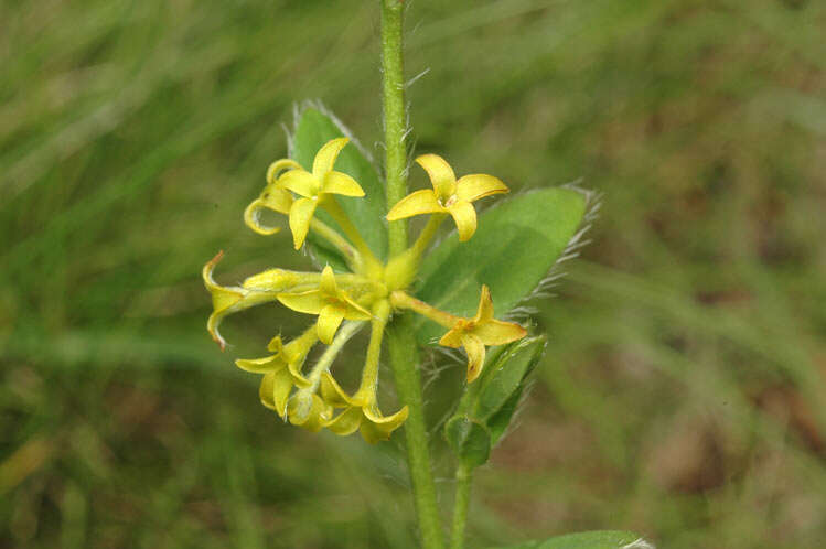 Image of Pimelea curviflora R. Br.