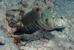Image of Harlequin prawn-goby