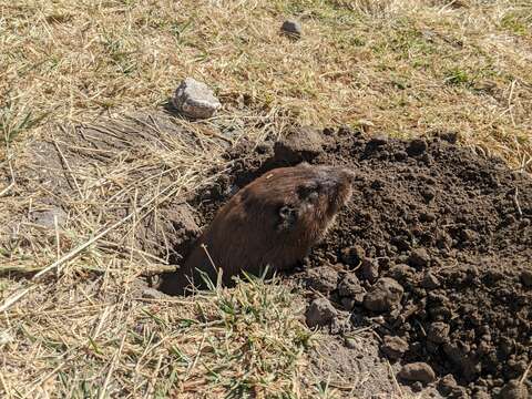 Image of smoky pocket gopher