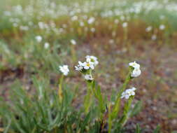 Image of Calistoga Popcorn-Flower