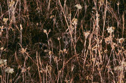 Image of Fat-tailed Dunnart