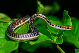 صورة Dendrelaphis subocularis (Boulenger 1888)