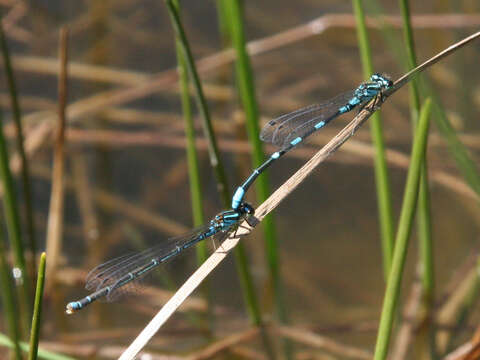 Image of Arctic Bluet