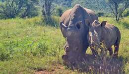 Image of Grass Rhinoceros