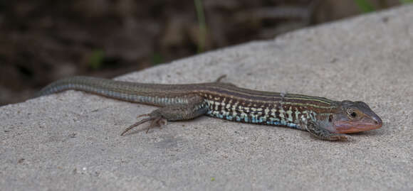 Image of Common Spotted Whiptail