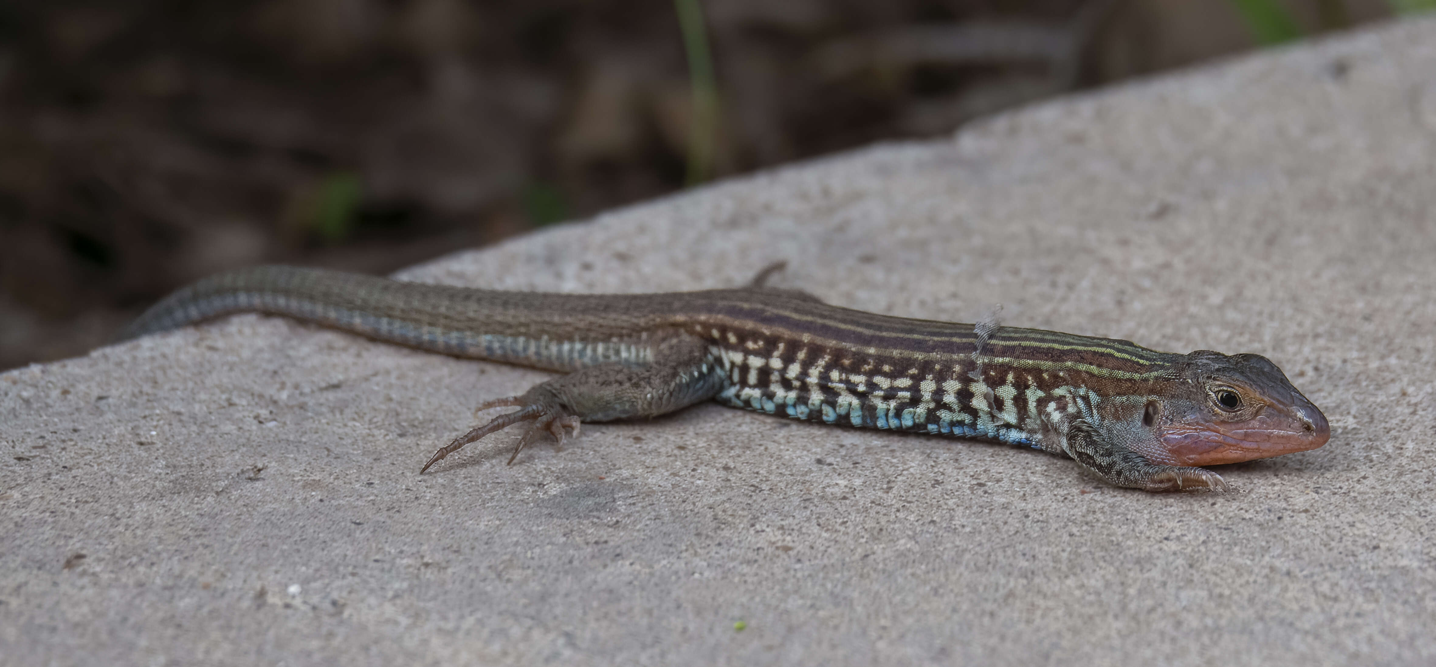 Image of Common Spotted Whiptail