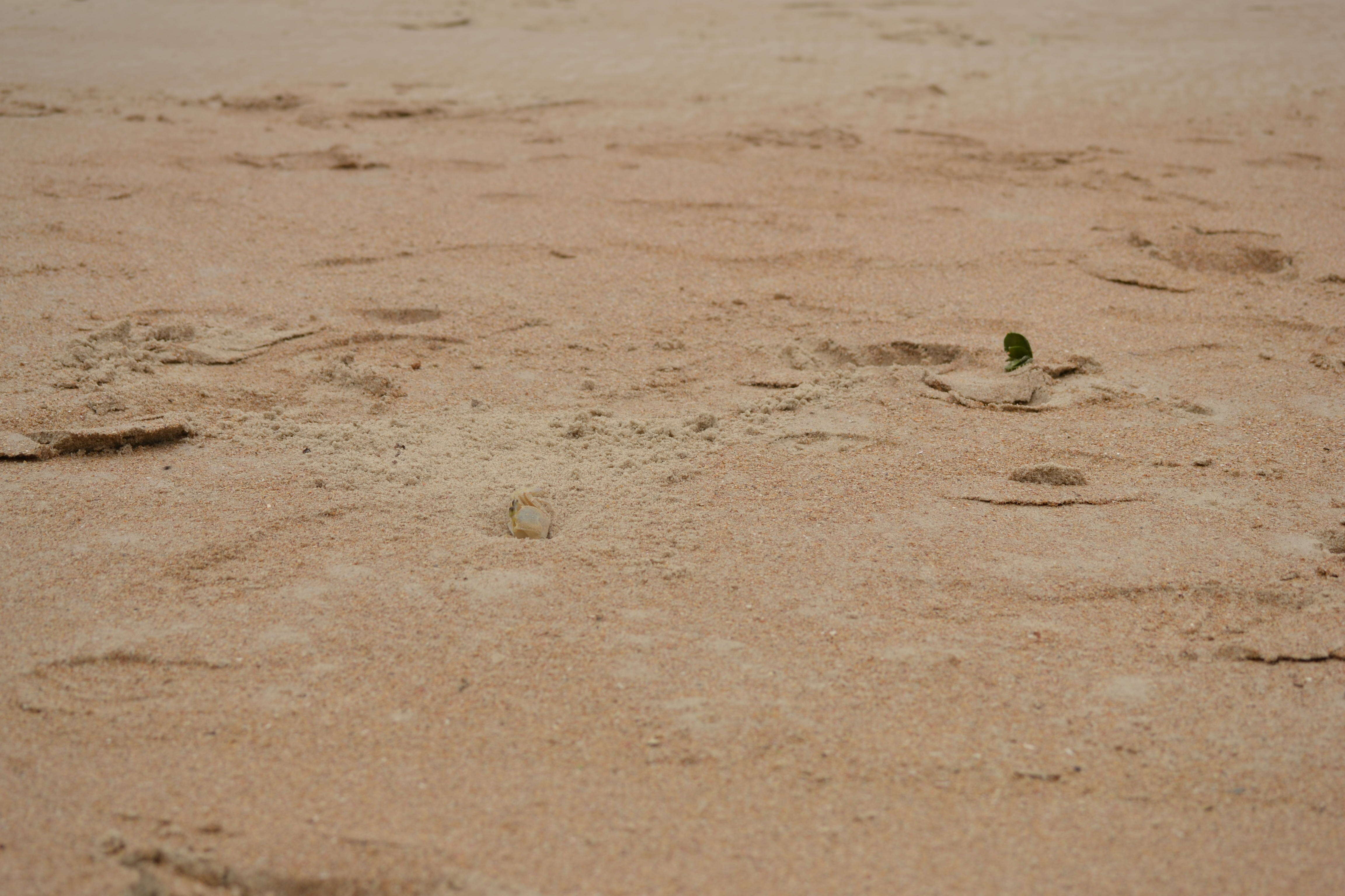 Image of Atlantic Ghost Crab