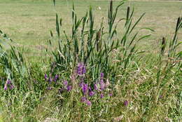 Image of broadleaf cattail