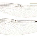 Image of Beech Tigertail