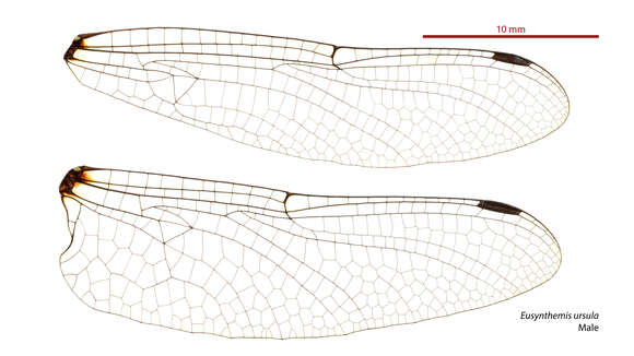 Image of Beech Tigertail