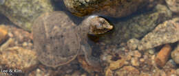 Image of Northern Chinese softshell turtle