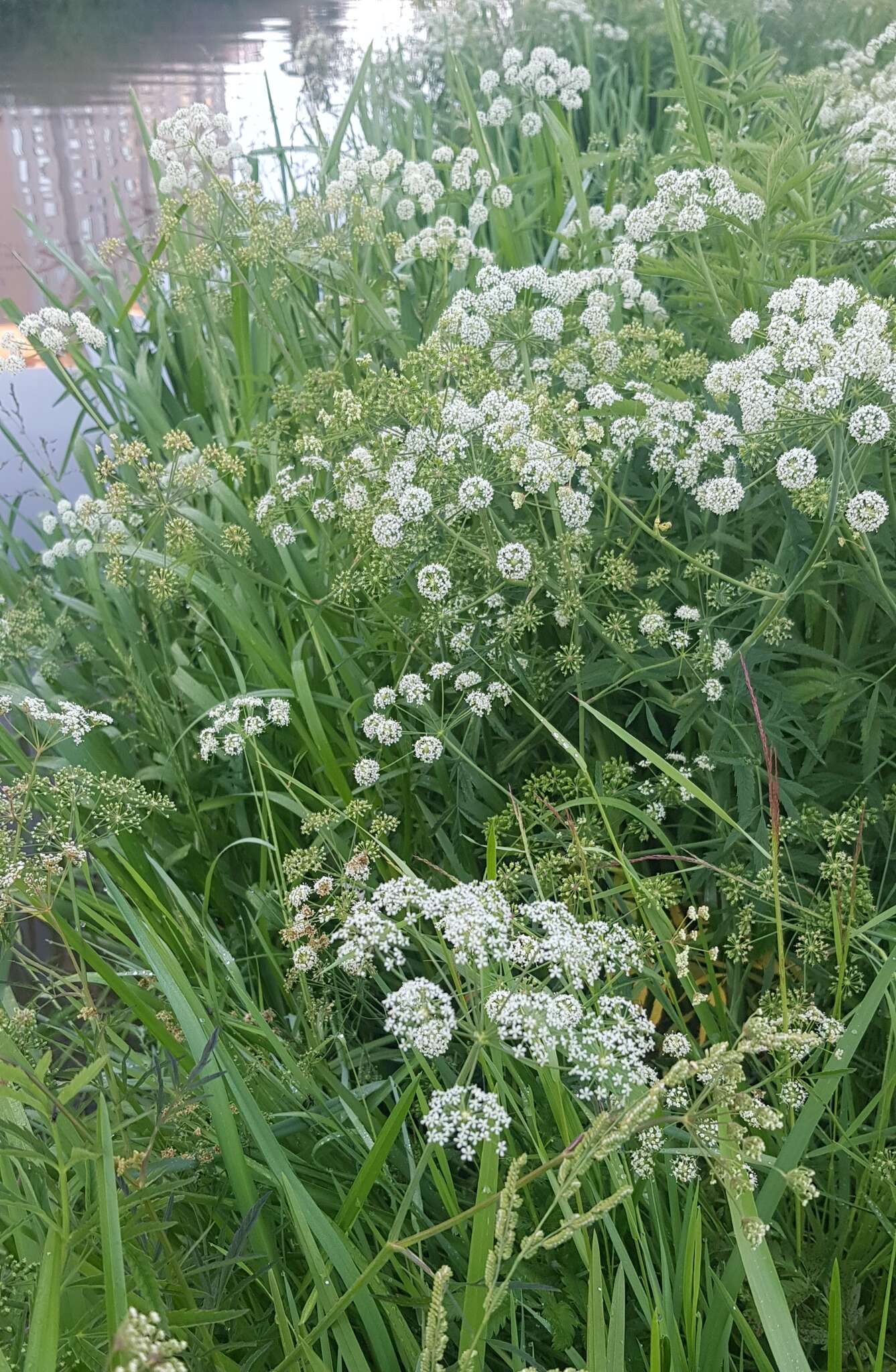 Imagem de Cicuta virosa L.