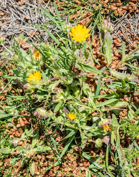 Image of field marigold