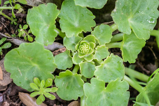 Image of Umbilicus rupestris (Salisb.) Dandy