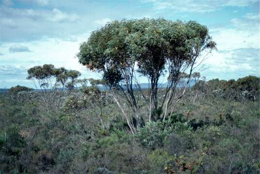 Image of Eucalyptus falcata Turcz.