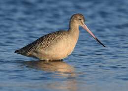 Image of Marbled Godwit