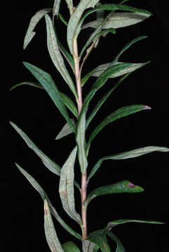 Image of bog aster